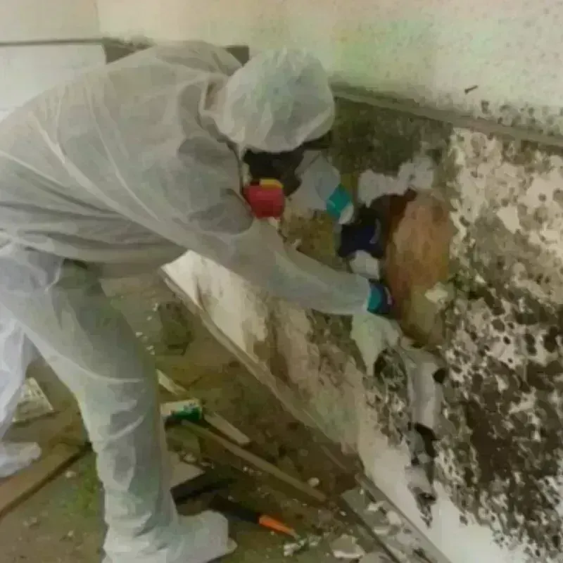 Mold Remediation and Removal in San Fernando, CA